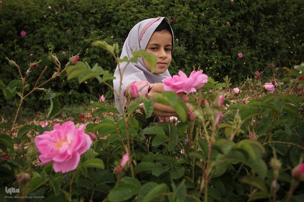 برداشت گل در میمند فارس برای دانش آموزان شهید میناب