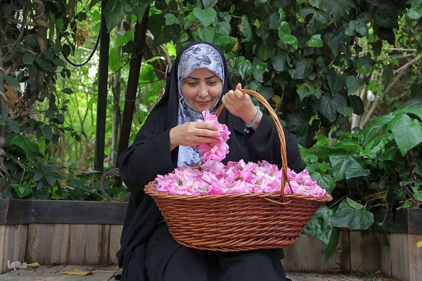 برداشت گل در میمند فارس برای دانش آموزان شهید میناب