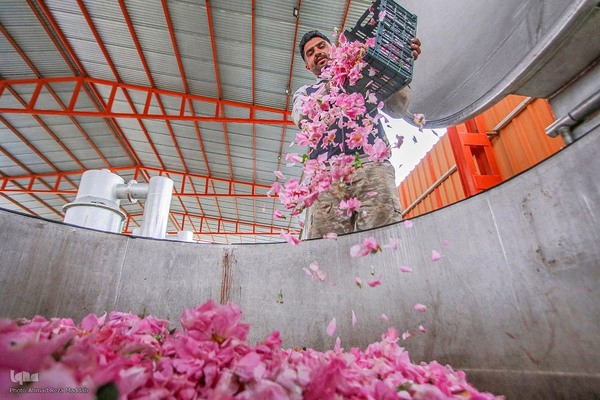 برداشت گل در میمند فارس برای دانش آموزان شهید میناب