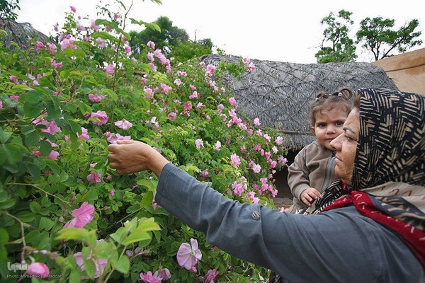 برداشت گل در میمند فارس برای دانش آموزان شهید میناب