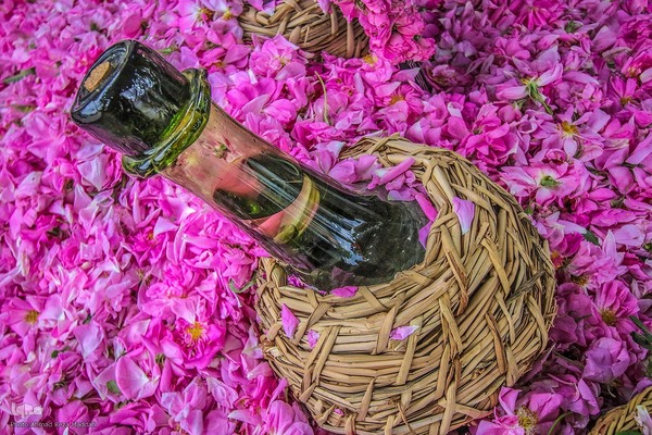 برداشت گل در میمند فارس برای دانش آموزان شهید میناب