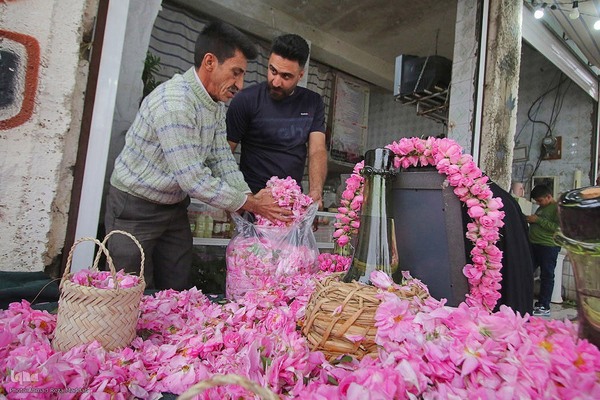 برداشت گل در میمند فارس برای دانش آموزان شهید میناب