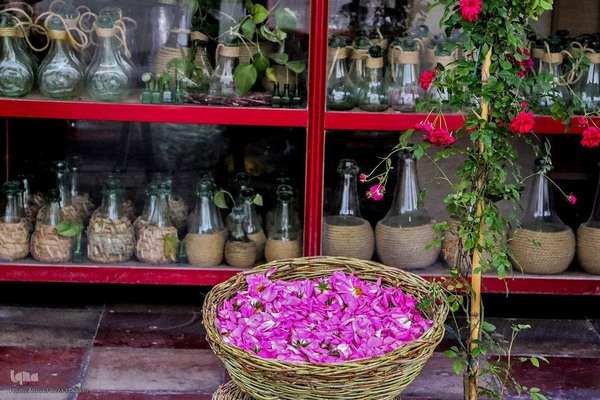 برداشت گل در میمند فارس برای دانش آموزان شهید میناب