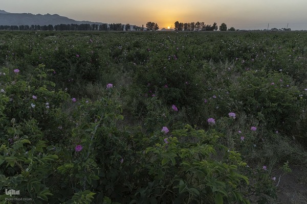 عطر گل محمدی در مسیر رونق اقتصاد محلی اصفهان