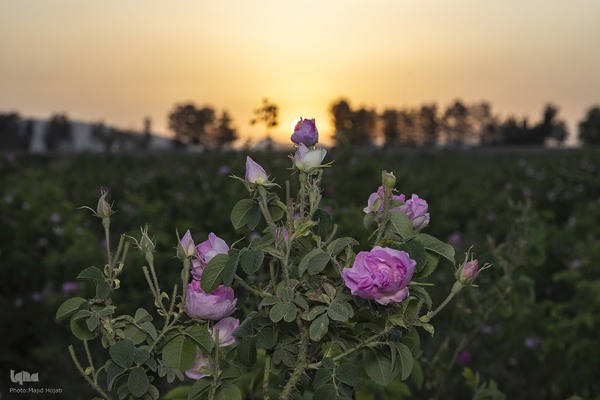 عطر گل محمدی در مسیر رونق اقتصاد محلی اصفهان