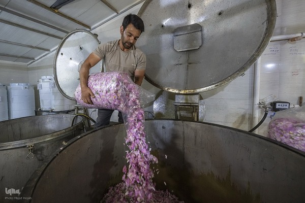 عطر گل محمدی در مسیر رونق اقتصاد محلی اصفهان