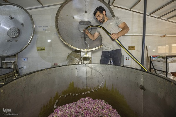 عطر گل محمدی در مسیر رونق اقتصاد محلی اصفهان