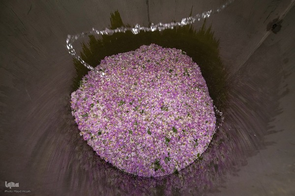عطر گل محمدی در مسیر رونق اقتصاد محلی اصفهان