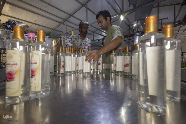 عطر گل محمدی در مسیر رونق اقتصاد محلی اصفهان