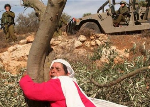 Les agriculteurs Palestiniens attaqués par les colons sionistes Les agriculteurs Palestiniens attaqués par les colons sionistes