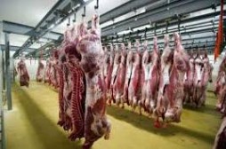 Abattage rituel : l’&eacute;tourdissement pr&eacute;alable obligatoire en Belgique en 2019