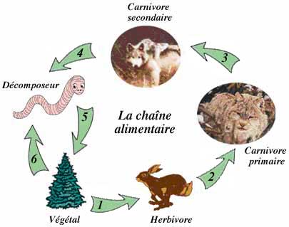 Miracle coranique : le cycle alimentaire d&eacute;montr&eacute; dans le livre Saint