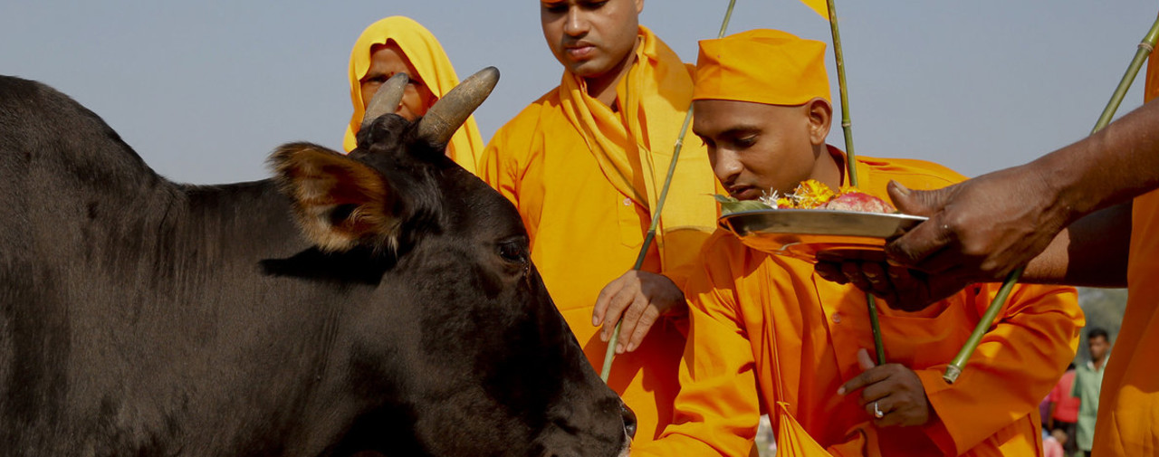 Inde: les milices bovines tuent les musulmans toujours Inde: les milices bovines tuent les musulmans toujours
