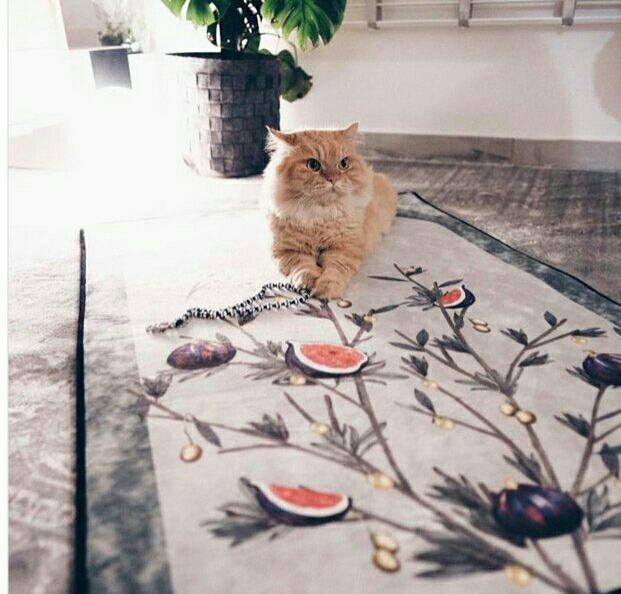 Des tapis de prière beaux comme des oeuvres d’art Des tapis de prière beaux comme des oeuvres d’art