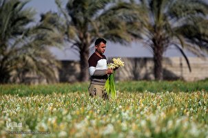 Le printemps dans les jardins de narcisses à Behbahan