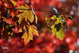 La saison des couleurs dans le monde