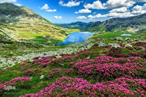 Signes de la création en printemps