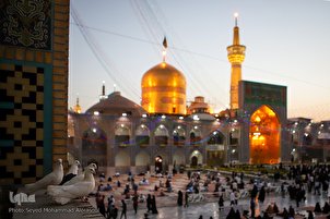 Décoration du sanctuaire de l’Imam Reza (as) au seuil de son anniversaire