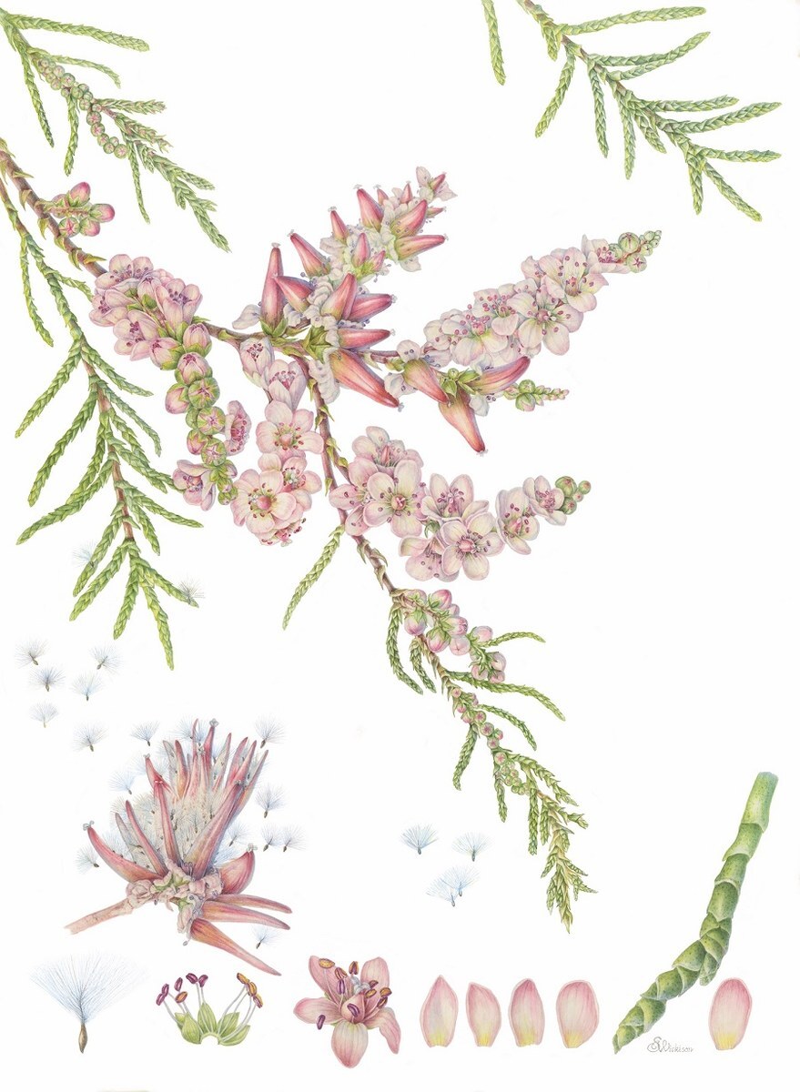 Une exposition de plantes et de fruits coraniques à Londres