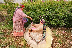 Récolte des roses à Meymand pour les élèves de Minab