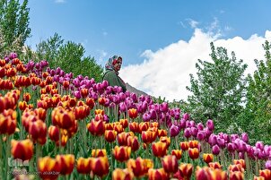 Bikin furanni a lardin Alborz na Iran
