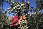 Isra'ila ta kori 'yan fafutuka 32 na kasashen waje da ke tallafa wa manoman Falasdinu