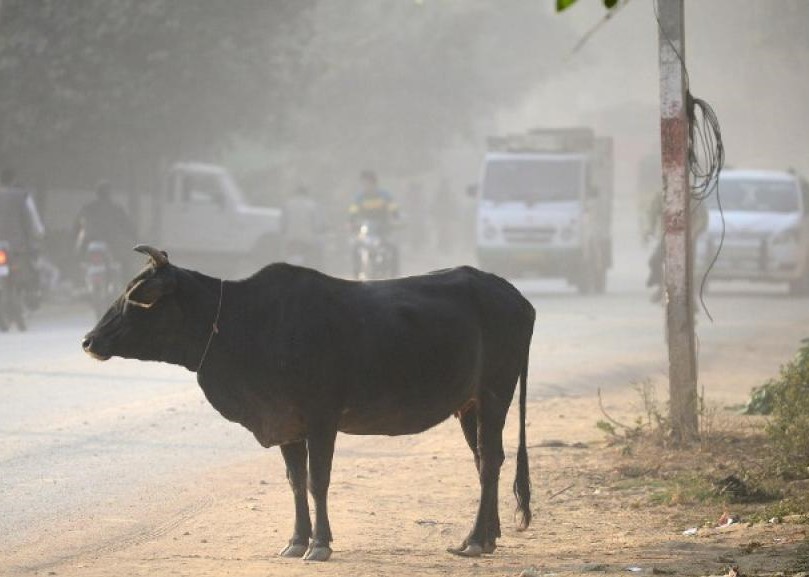 India:linciato musulmano per macellazione bovini India:linciato musulmano per macellazione bovini