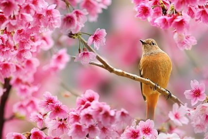 Riferimenti coranici sulla primavera e alla resurrezione Riferimenti coranici sulla primavera e alla resurrezione
