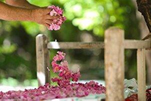 Distilasyon sa Tubig Rosas sa Niyasar ng Iran
