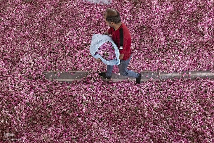 Fragrância de Pétalas de Rosa em Isfahan