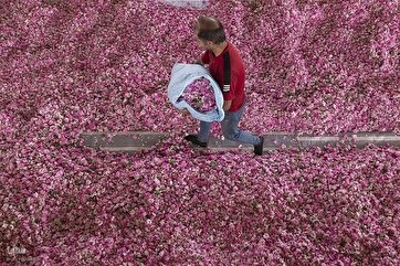 Fragrância de Pétalas de Rosa em Isfahan