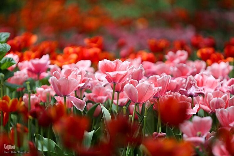 Яркие тюльпаны в Тегеране