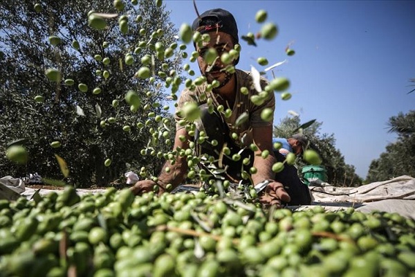 Gazze'de zeytin hasadı başladı