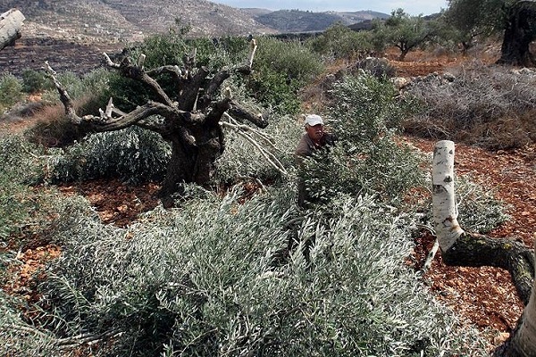 İsrail güçleri Batı Şeria'da Filistinlilere ait 150 zeytin ağacını söktü