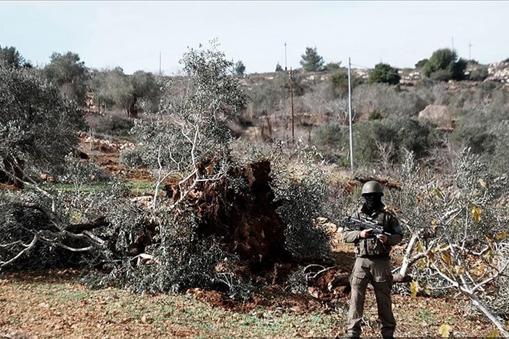 Katil İsrail, işgal altındaki Batı Şeria'da bir haftada 1608 zeytin ağacını kökünden söktü Katil İsrail, işgal altındaki Batı Şeria'da bir haftada 1608 zeytin ağacını kökünden söktü
