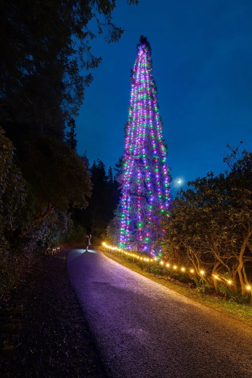Dünyanın en büyük yılbaşı ağacı süslendi Dünyanın en büyük yılbaşı ağacı süslendi