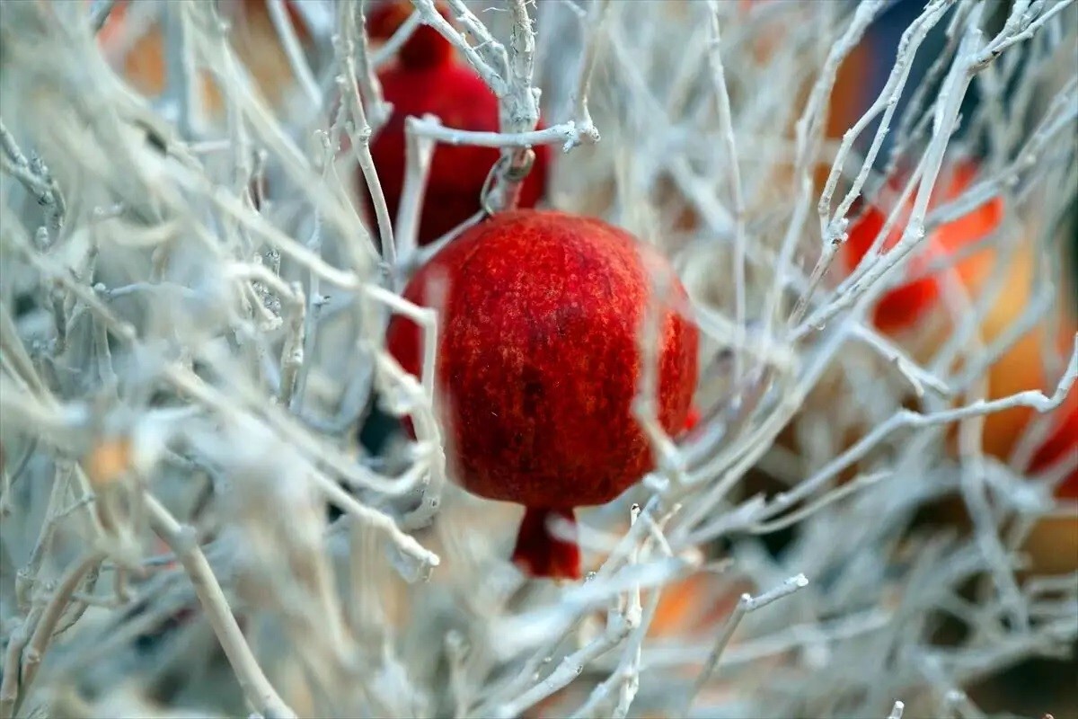 Ankara’da Yelda Gecesi kutlandı! İran'da Şeb-i Yelda geleneği...