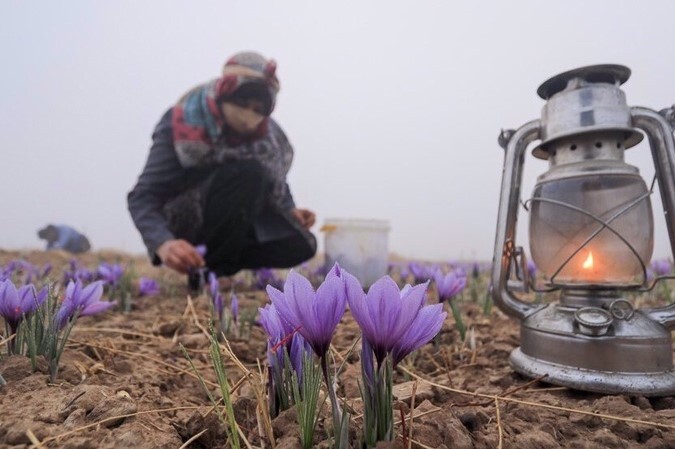 Gaenat, Güney Horasan: Dünyanın en kaliteli safranının doğduğu yer Gaenat, Güney Horasan: Dünyanın en kaliteli safranının doğduğu yer