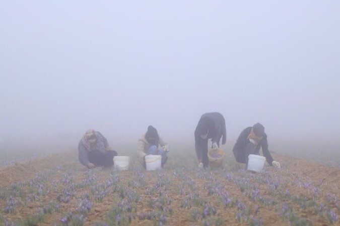 Gaenat, Güney Horasan: Dünyanın en kaliteli safranının doğduğu yer Gaenat, Güney Horasan: Dünyanın en kaliteli safranının doğduğu yer