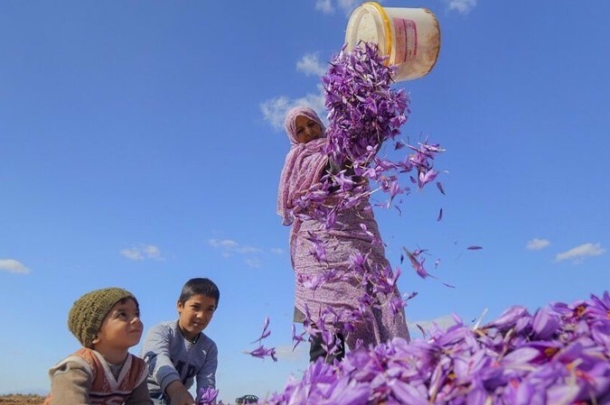 Gaenat, Güney Horasan: Dünyanın en kaliteli safranının doğduğu yer Gaenat, Güney Horasan: Dünyanın en kaliteli safranının doğduğu yer