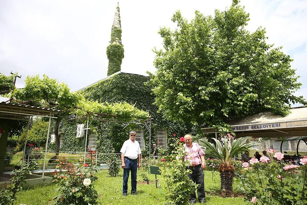 Sarmaşık kaplı cami baharın gelişiyle yeşil görünüme kavuştu