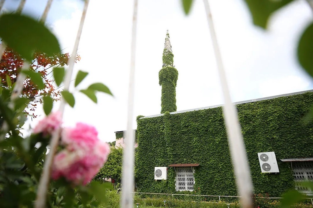 Sarmaşık kaplı cami baharın gelişiyle yeşil görünüme kavuştu