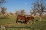 روز طبیعت و سیزده بدر متفاوت در اهر