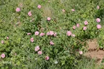 برداشت گل محمدی از مزارع هیدج