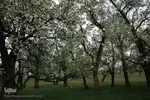 شکوفه های پیرترین درختان اهر