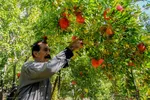 برداشت انارِ «قصردشت» شیراز‎