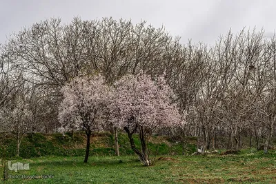 سامان شهر شکوفه‎های بهاری