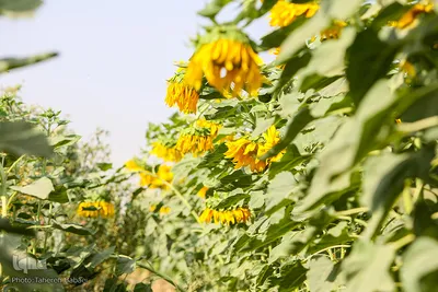 مزرعه گل های آفتابگردان