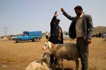 بازار گرمی گوشت قربانی در عید قربان – شهرستان اهر
