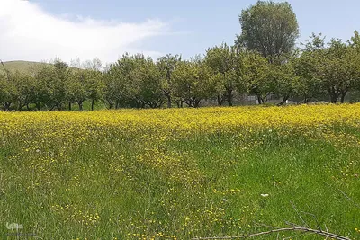 طبیعت بهاری روستای کسانق اهر